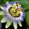 美しきマクロの世界　Beautiful world of macro.