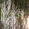陽～湿～