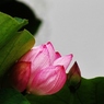 水上に咲く花
