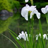 花しょうぶ