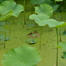 はす池