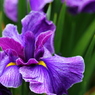 菖蒲園