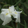 菖蒲園