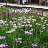 菖蒲園