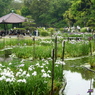 菖蒲園