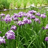 菖蒲園