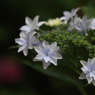 花便り　- 墨田の花火 -