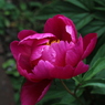 芍薬 2