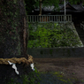 雨と神さま１０