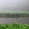 霧のカキツバタ池