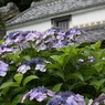 あじさい祭り