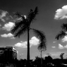 monochrome