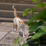 お寺の猫さん