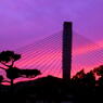 Purple Harp