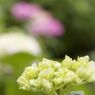 IMG_2621