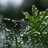 梅雨の晴れ間　　♯１