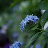 長谷寺の紫陽花