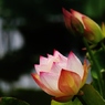 水上の花