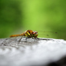 _DSC7643_PH