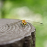 _DSC7636_PH