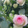 薔薇