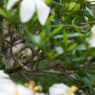 クチナシの香る花園で