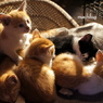 **こねこ**