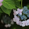 2012.6.24 熊谷市　能護寺