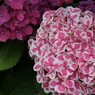 2012.6.24 熊谷市　能護寺