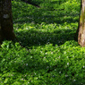 おとぎの森