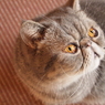 猫カフェ　オレンジ