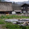 白川郷の犬