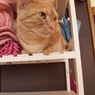 猫カフェ　狭