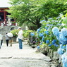 矢田寺の参道