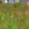 野花