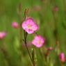 野花と蜂？