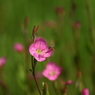 野花と蜂？