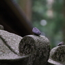 日光