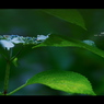2012紫陽花　07