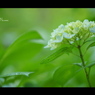 2012紫陽花　09