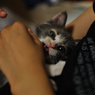 シャー！