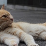黄昏猫