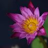 Pink & Yellow