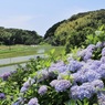 里山に紫陽花は咲きて