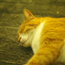 ＳＭＣ-Ｍ 50mm　f1.7　其の『公園の猫たち』②