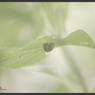 2012紫陽花　10