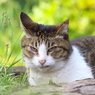 通りすがり猫89