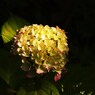 過ぎし5月を愛でる Ⅵ