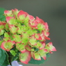 紫陽花の花