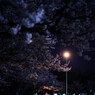 夜桜の下
